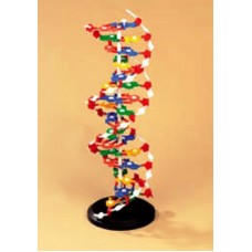 DNA Μοντέλο
